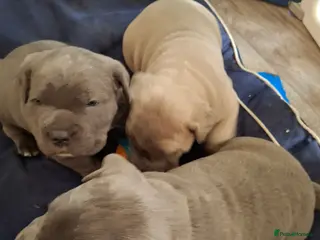 Cane Corso dogs Amazing ICCF Cane Corso Puppies - Advert 1