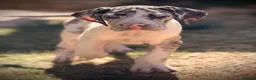 Great Dane dogs for sale: Great Danes puppies  - Advert 18