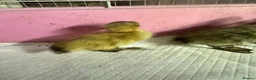 Ducks poultry for sale: Indian runner ducklings ducks crested  - Advert 6