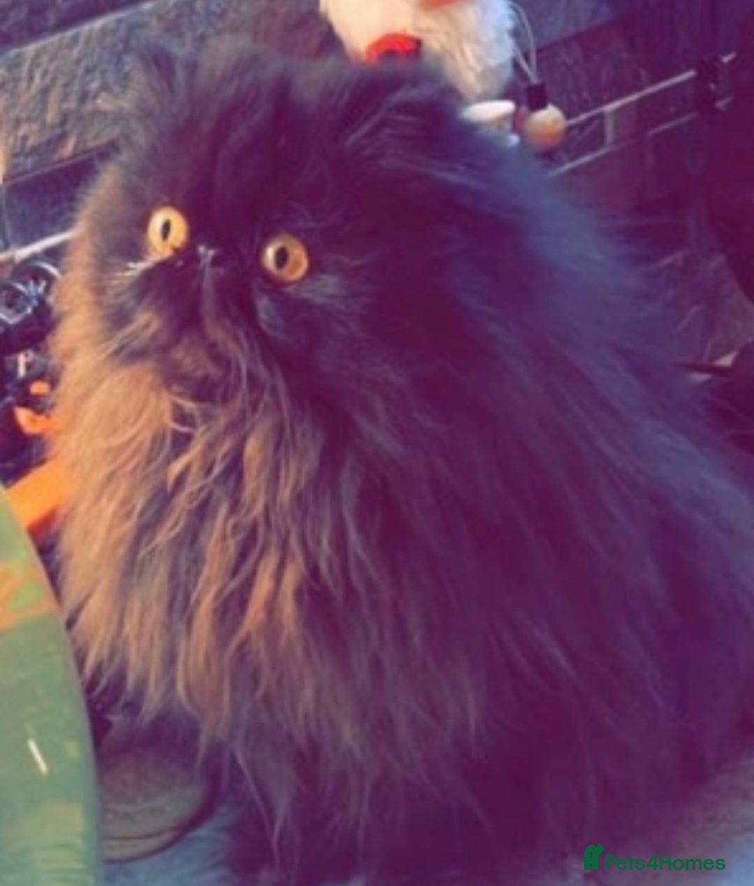 Exotic cats for sale: 4x Exotic Longhair CP Colourpoint White Blue Black - Image 7