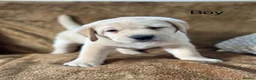 Labrador Retriever dogs for sale: Chunky Labrador puppies - Advert 12