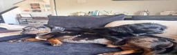Mixed Breed dogs for sale: Male  - Advert 2