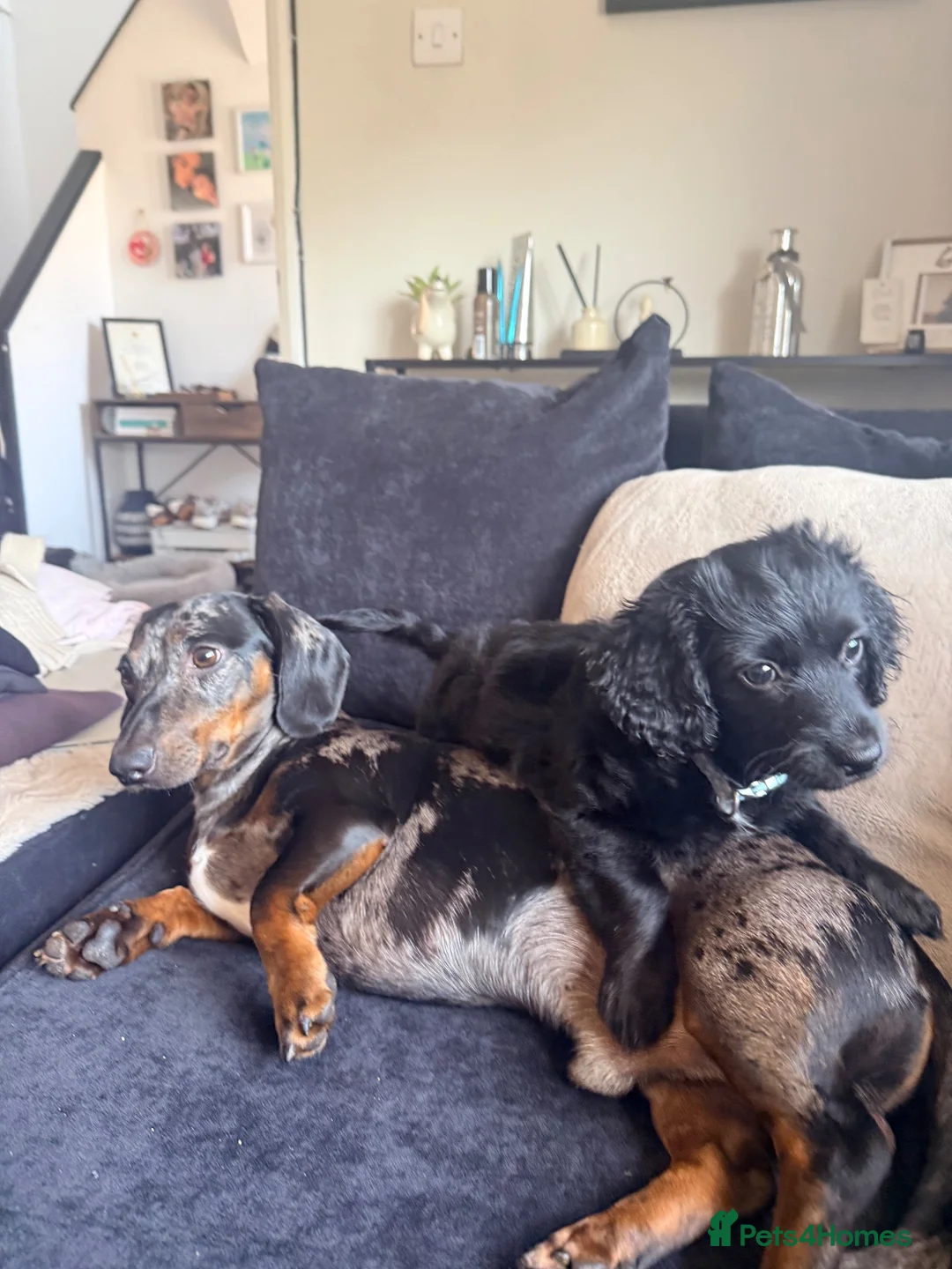 Mixed Breed dogs for sale: Male  - Advert 2