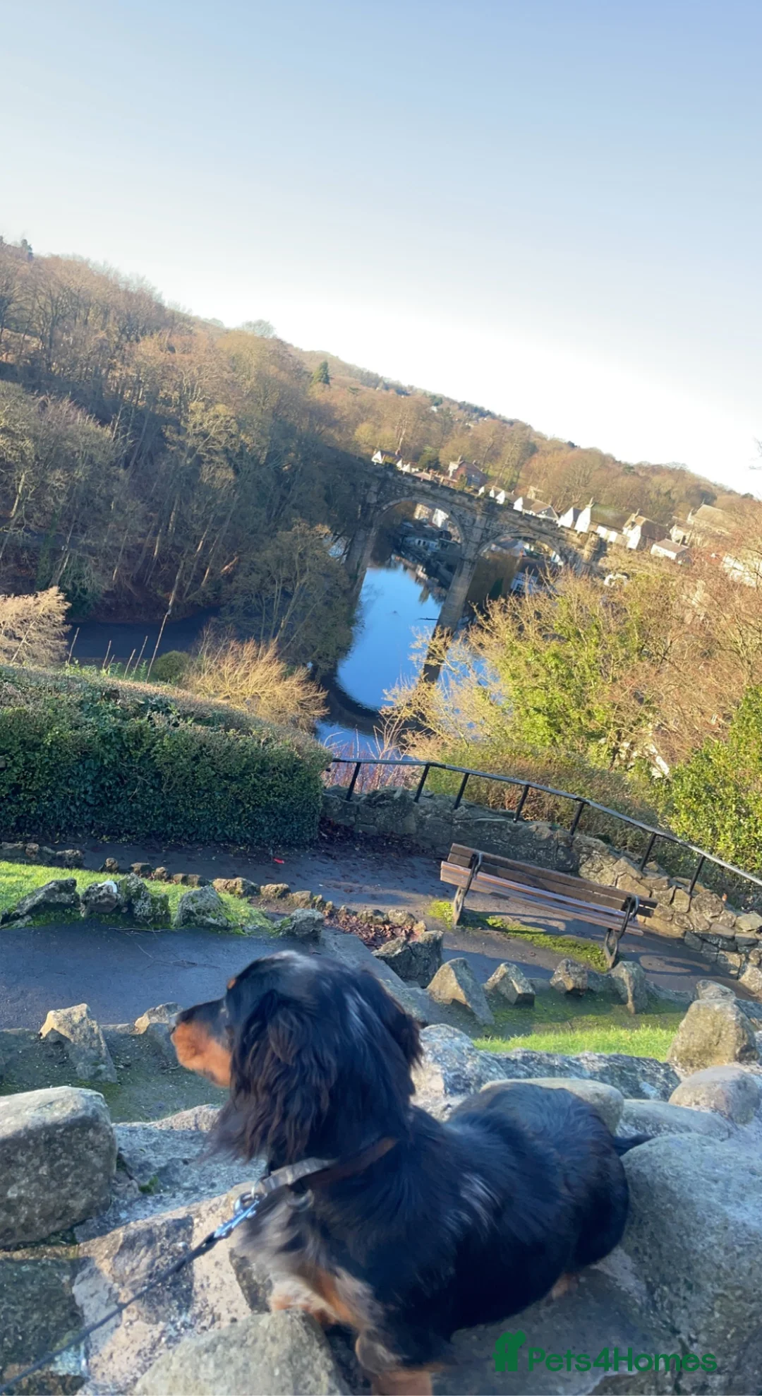 Dachshund dogs for stud: Kc Mini long haired dapple  in Leeds - Advert 2