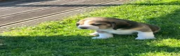 Beagle dogs for sale: Champion Bred Puppies (KC Reg) - Advert 9