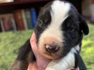 Border Collie dogs Border Collie Pups - Advert 3