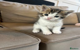 Bengal cats for sale: Half Bengal kittens   - Image 14