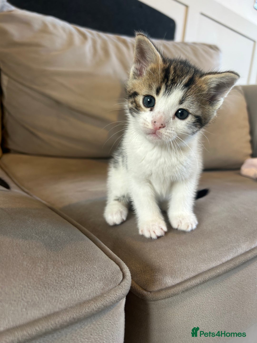 Bengal cats for sale: Half Bengal kittens   - Image 14