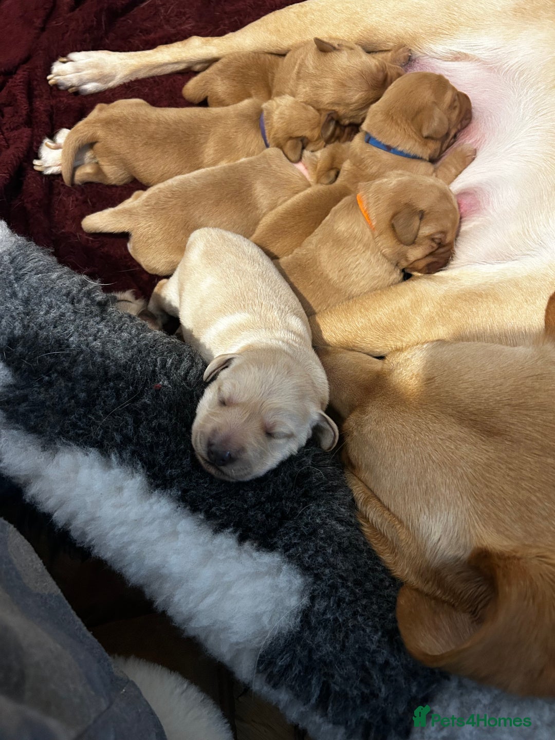 Labrador Retriever dogs for sale: Beautiful Labrador Puppies - Advert 4