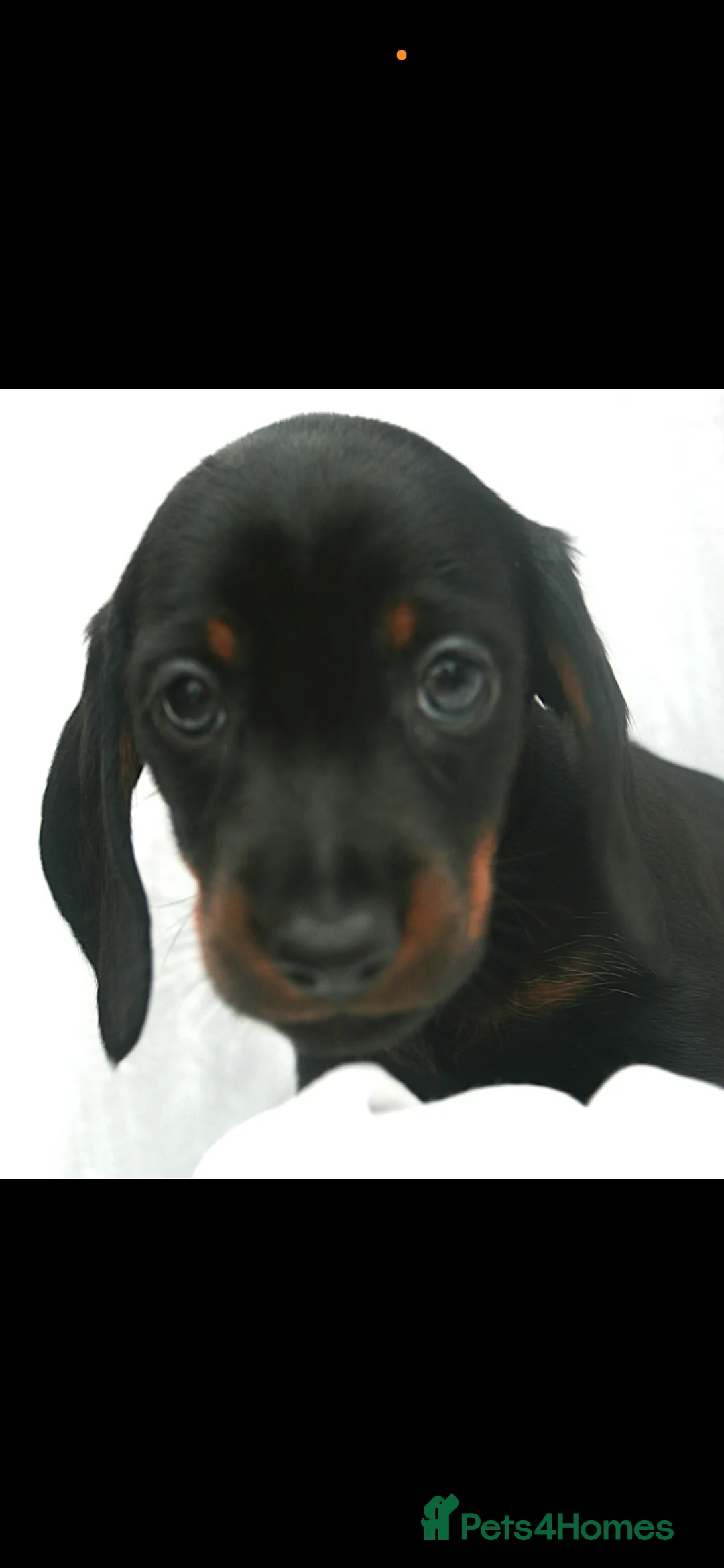 Dachshund dogs for sale: Beautiful Mini/Standard Dachshund Puppies – Ready  - Advert 13