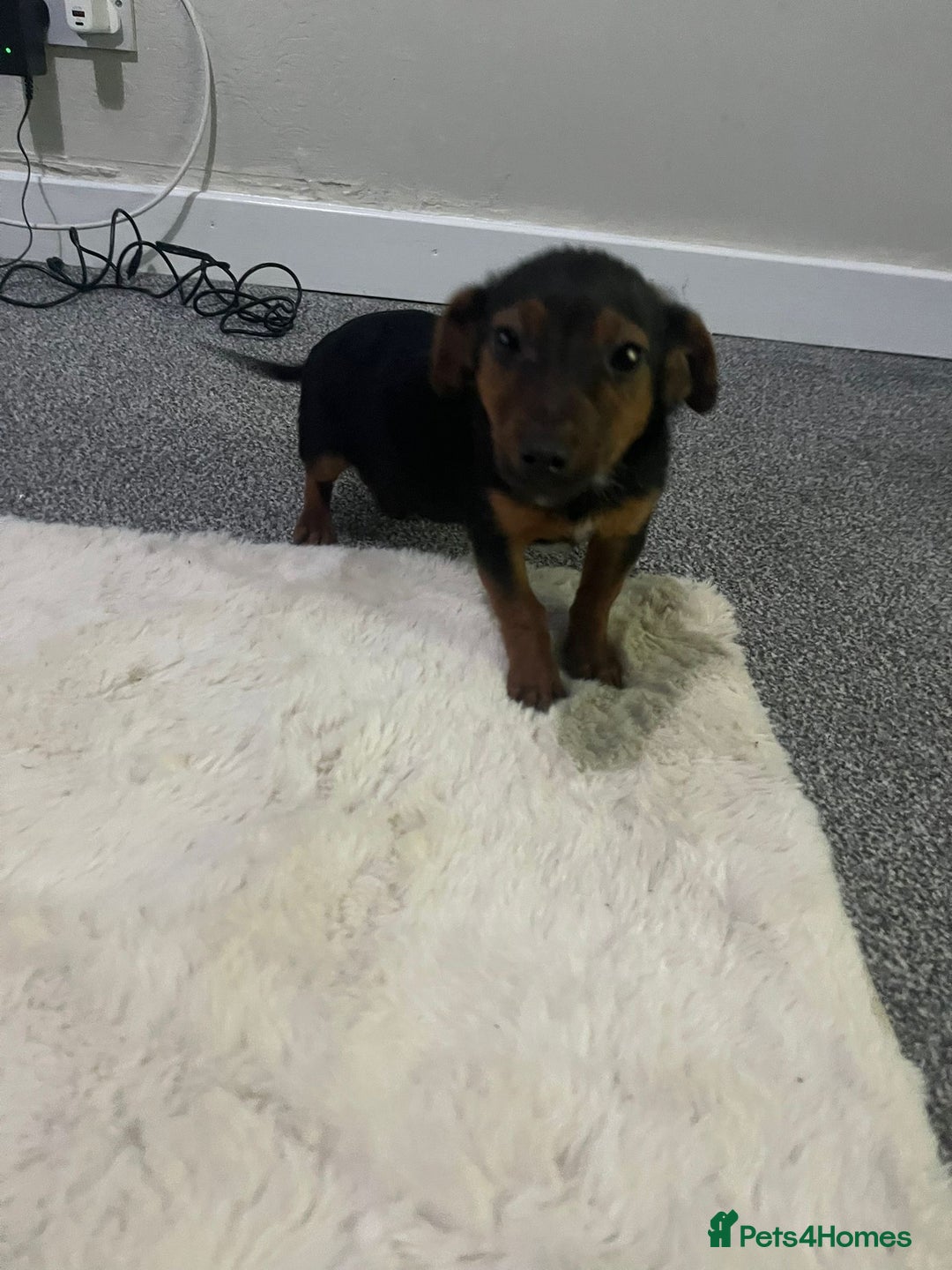 Mixed Breed dogs for sale: daschound x puppy for sale   - Advert 3
