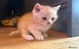 Persian cats for sale: Persians kittens  - Image 5