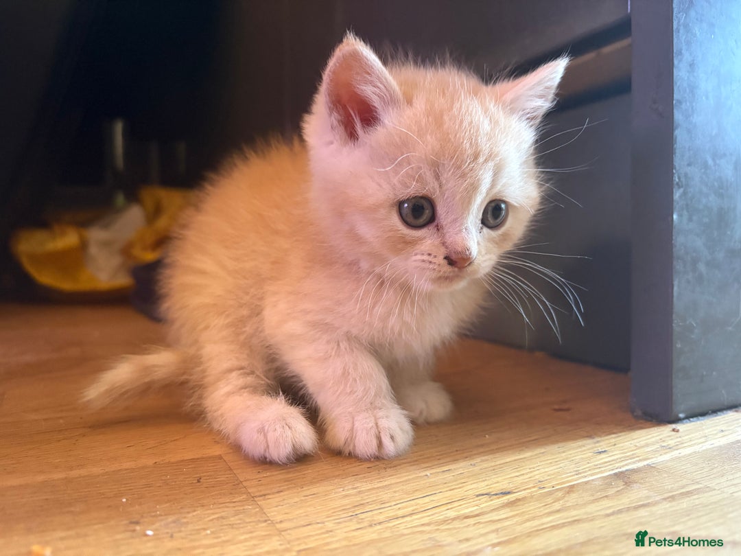 Persian cats for sale: Persians kittens  - Image 5