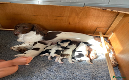 English Springer Spaniel dogs for sale: OFTAW Springer Spaniel Puppies fantastic pedigree - Image 7