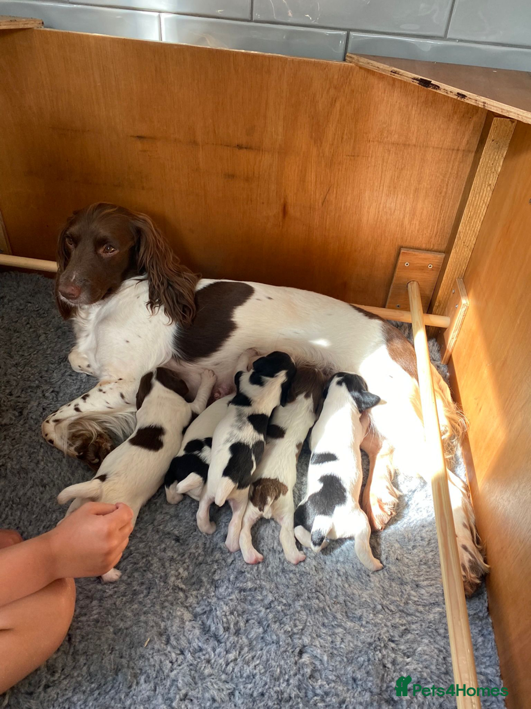 English Springer Spaniel dogs for sale: OFTAW Springer Spaniel Puppies fantastic pedigree - Image 7