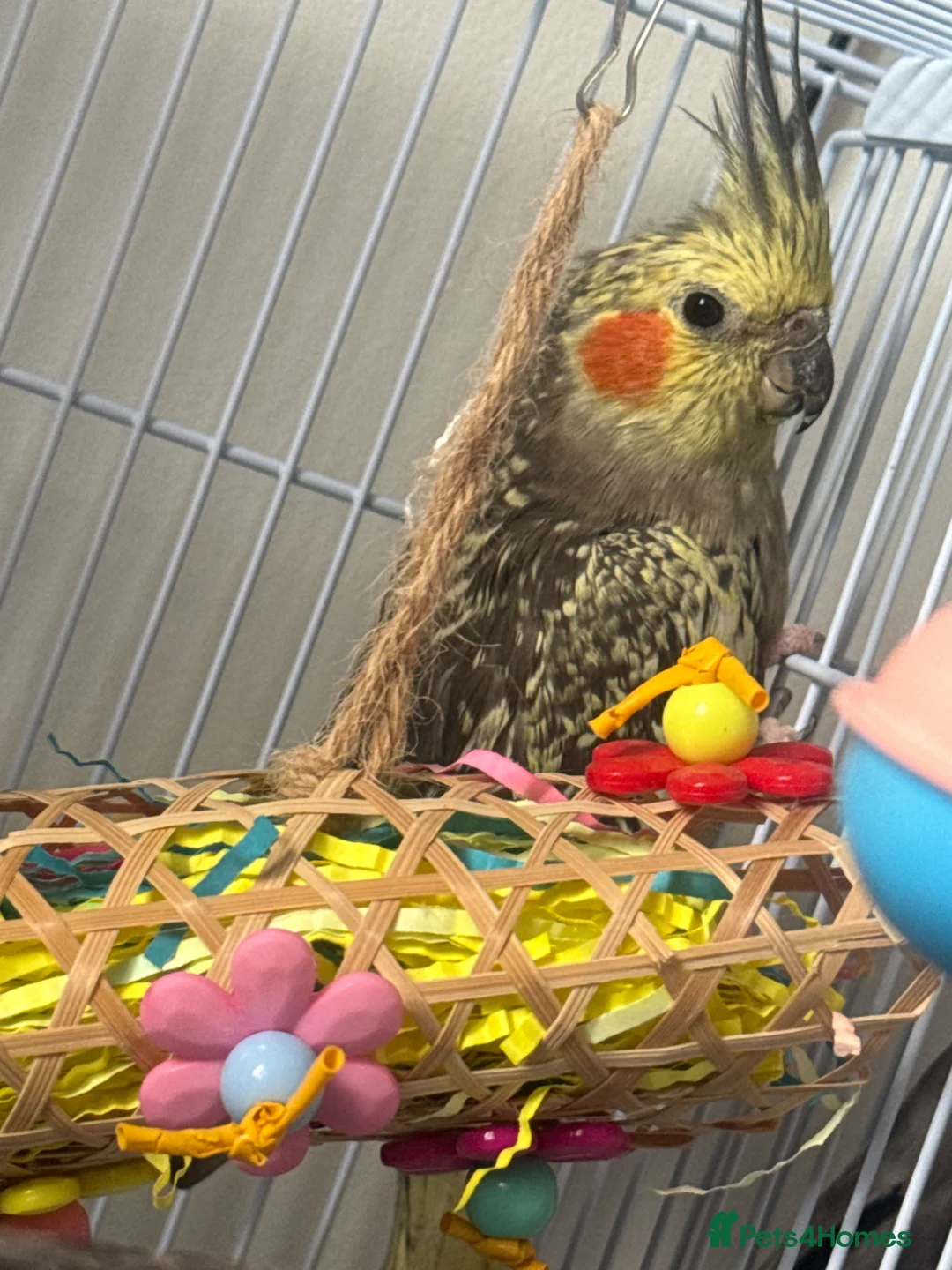 Cockatiels birds for sale: Male cockatiel  in Daventry - Advert 3
