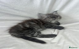 Maine Coon cats for sale: TICA REGISTERD MAINCOON KITTEN’S ⭐️ - Image 13
