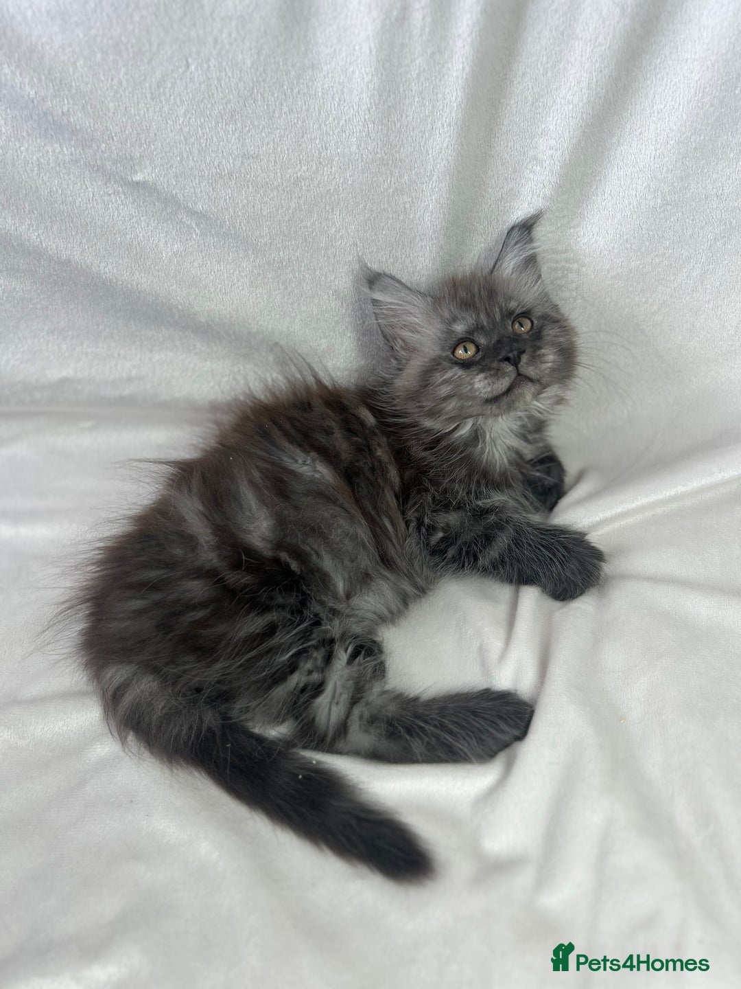 Maine Coon cats for sale: TICA REGISTERD MAINCOON KITTEN’S ⭐️ - Image 13
