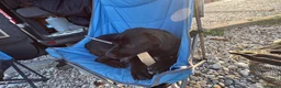 Cane Corso dogs for sale: Cane corso 6months old - Advert 2