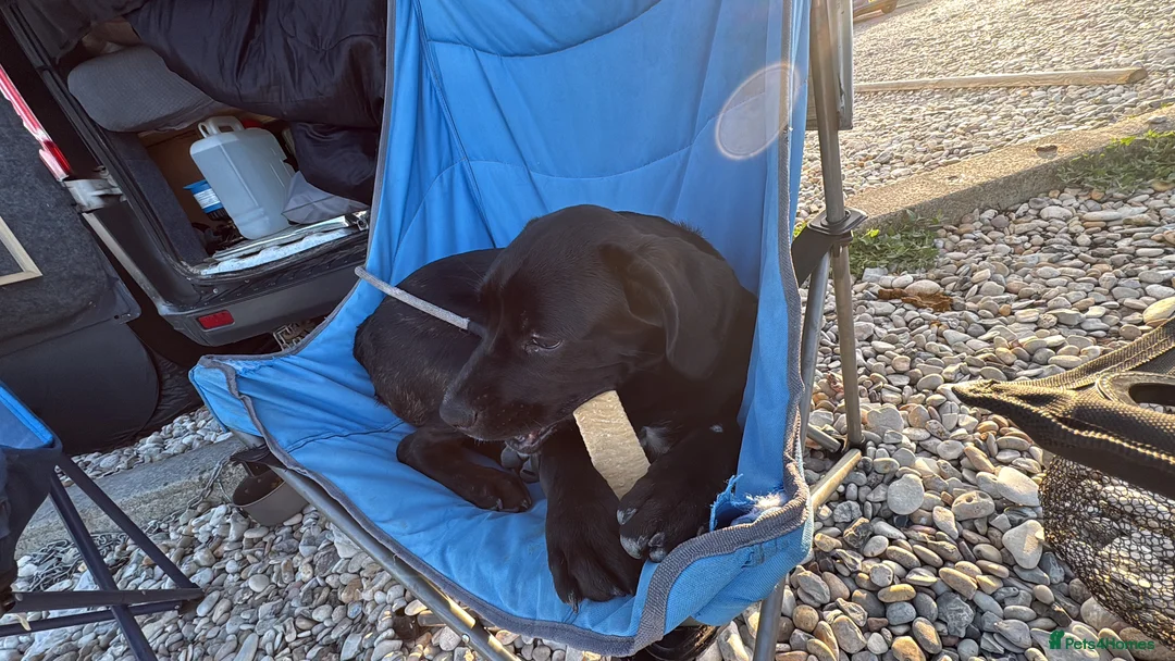 Cane Corso dogs for sale: Cane corso 6months old - Advert 2