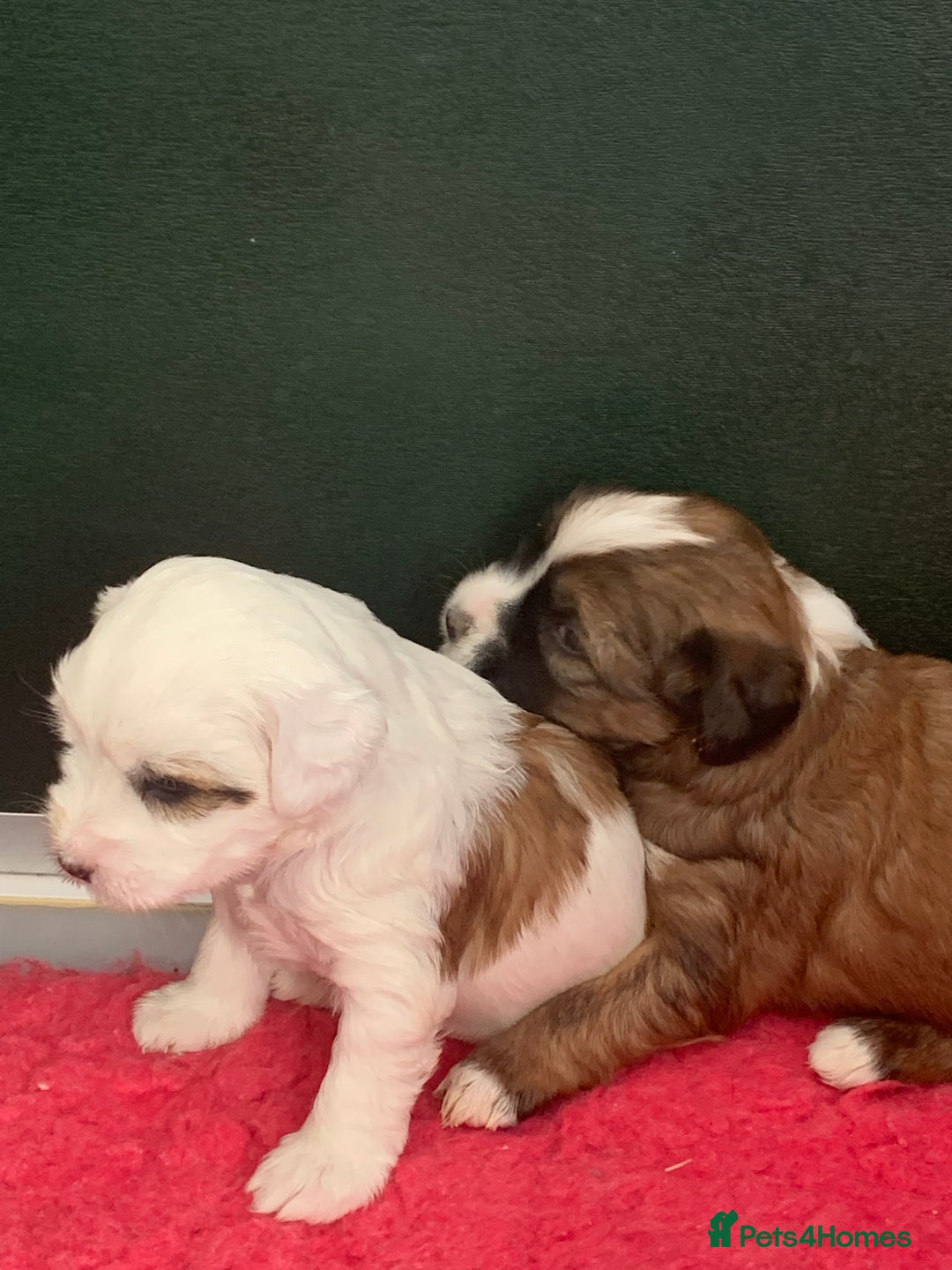 Tibetan Terrier dogs for sale: Beautiful Tibetan terrier puppies - Advert 6