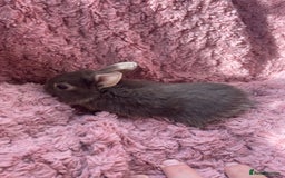 Lionhead rabbits for sale: Lionhead bunnies - Image 9