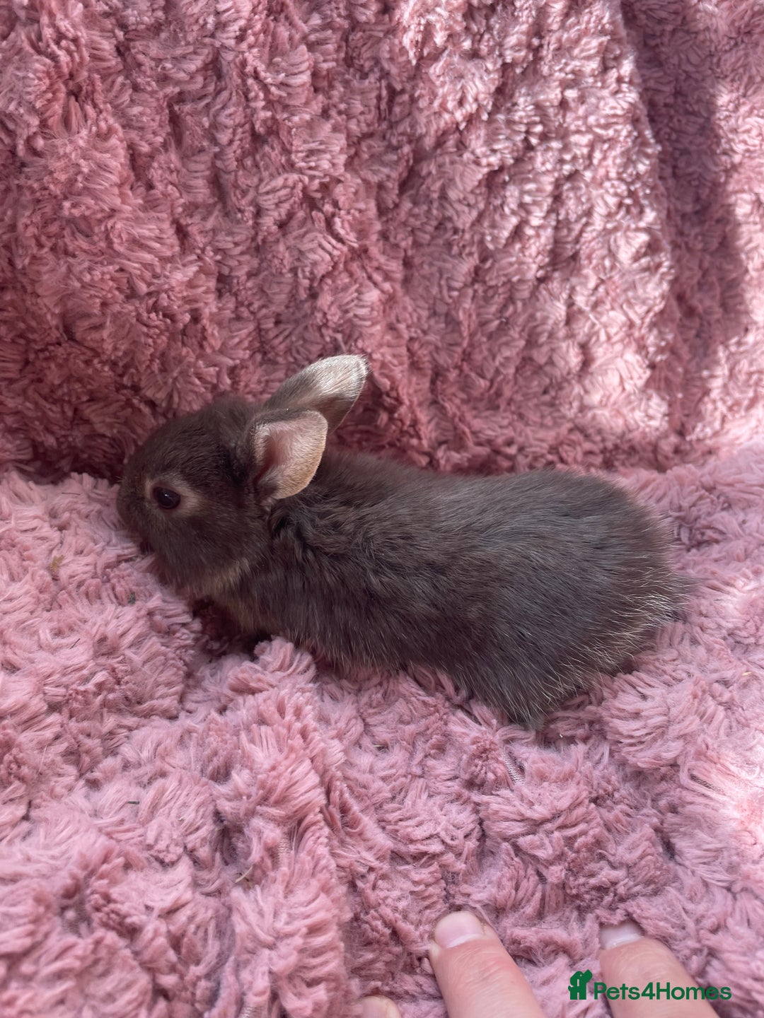 Lionhead rabbits for sale: Lionhead bunnies - Image 9