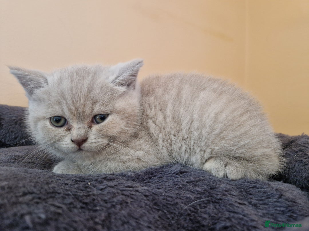 British Shorthair cats for sale: Kittens boy, girl, lilac and blue - Advert 3