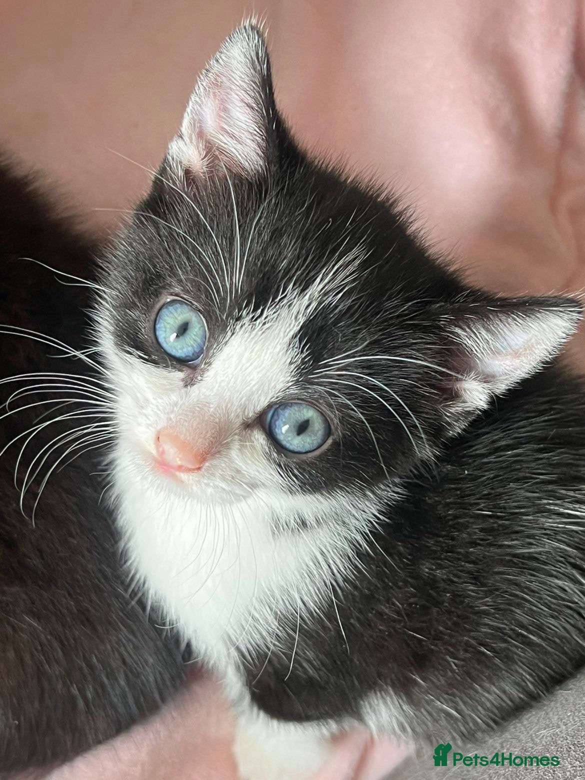 Mixed Breed cats 2 Gorgeous Female Kittens  - Advert 1