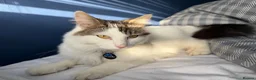 Mixed Breed cats for sale: Cat for sale - Advert 3