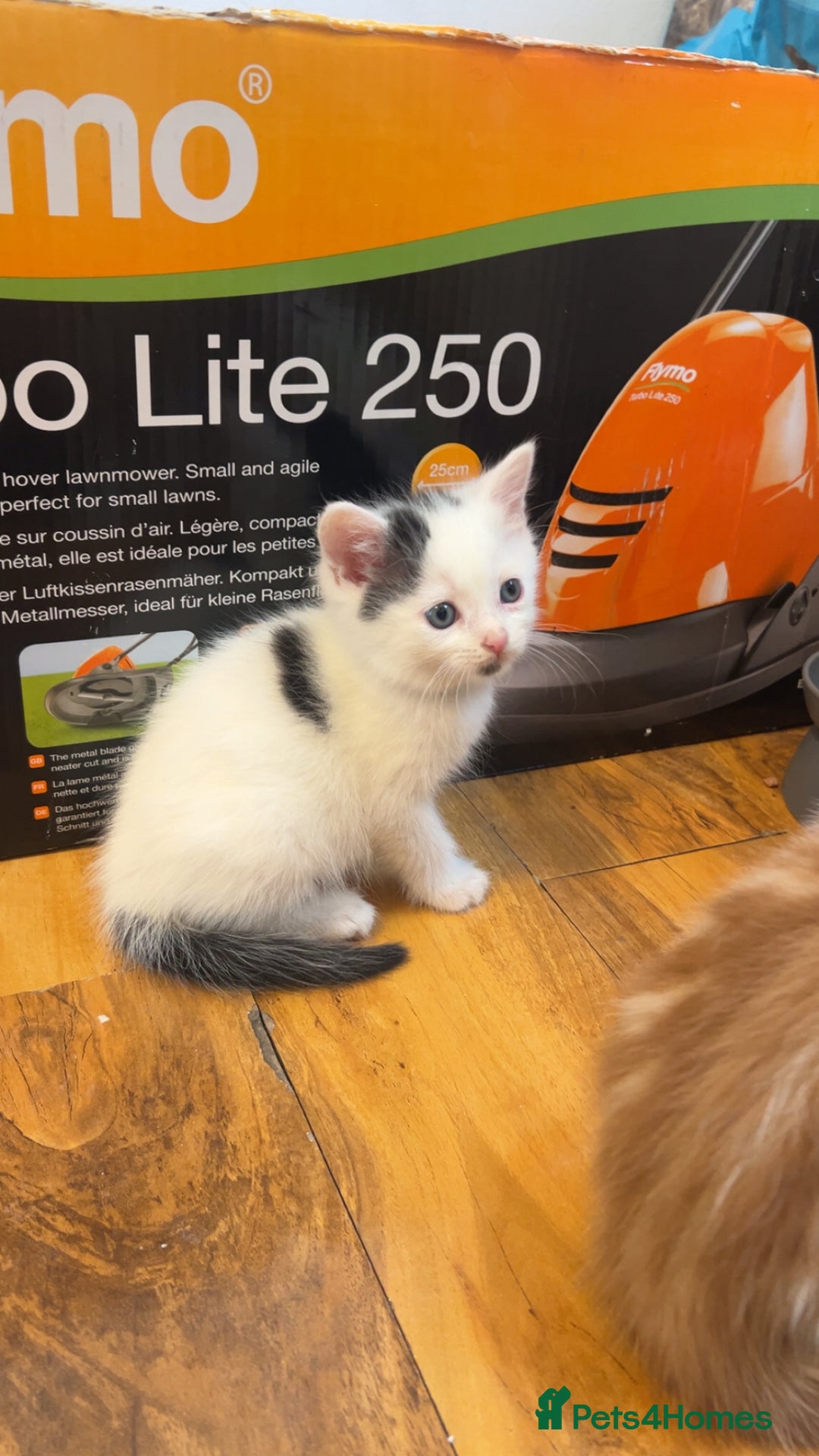 Mixed Breed cats for sale: Beautiful kittens looking for new homes!! - Image 5