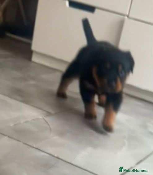 Rottweiler dogs Rottweiler pup - Advert 10
