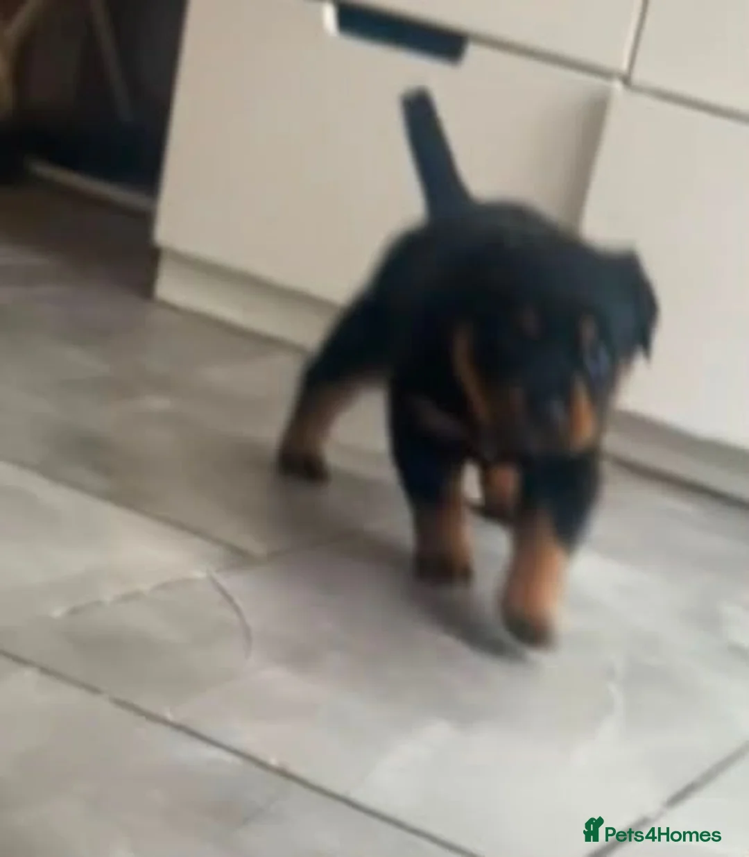 Rottweiler dogs for sale: Rottweiler pup - Advert 4