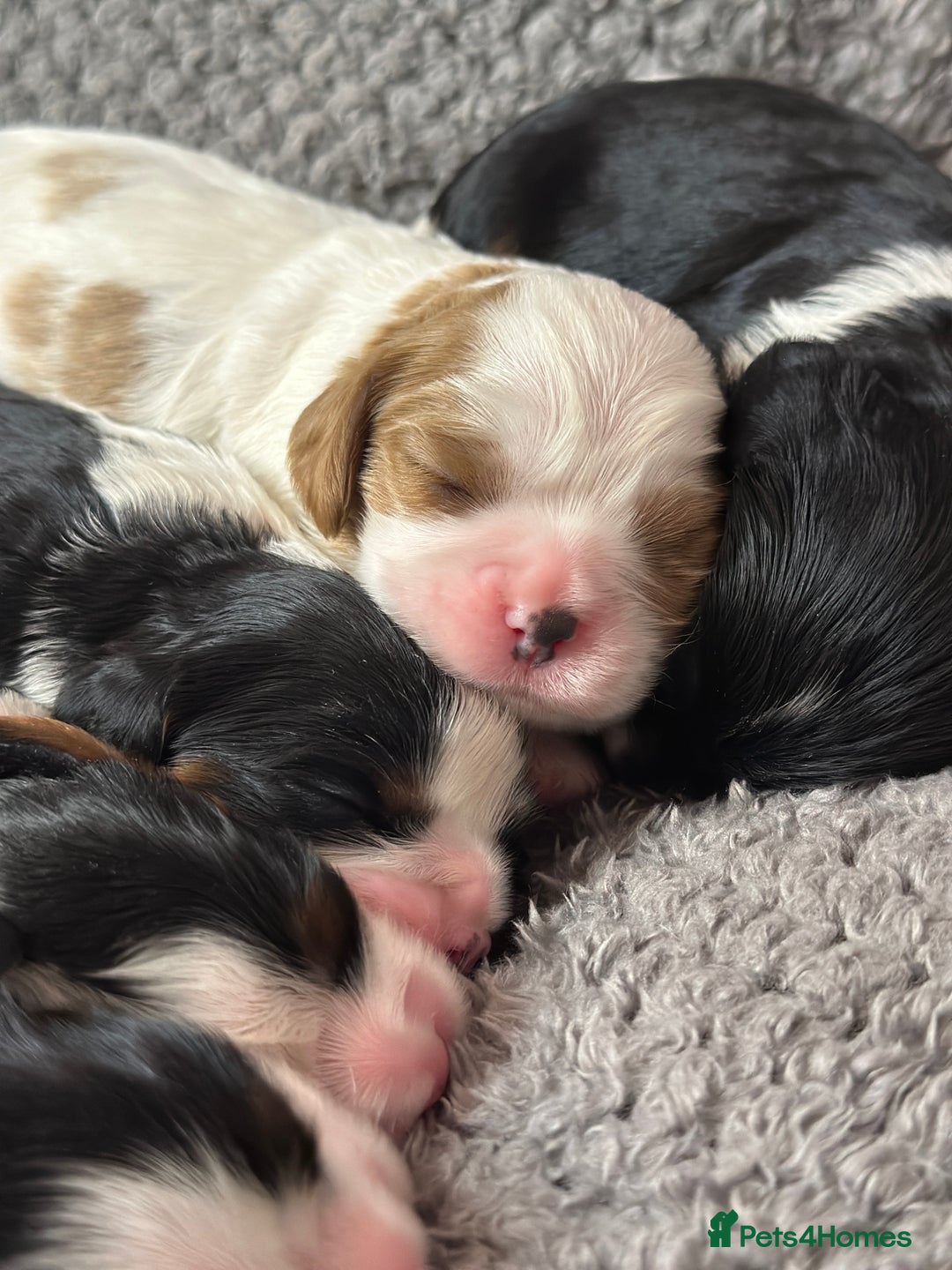 Cavalier King Charles Spaniel dogs for sale: Beautiful Cavalier King Charles Puppies. - Advert 2