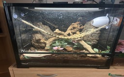 Gecko reptiles for sale: Young crested gecko + set up - Advert 2
