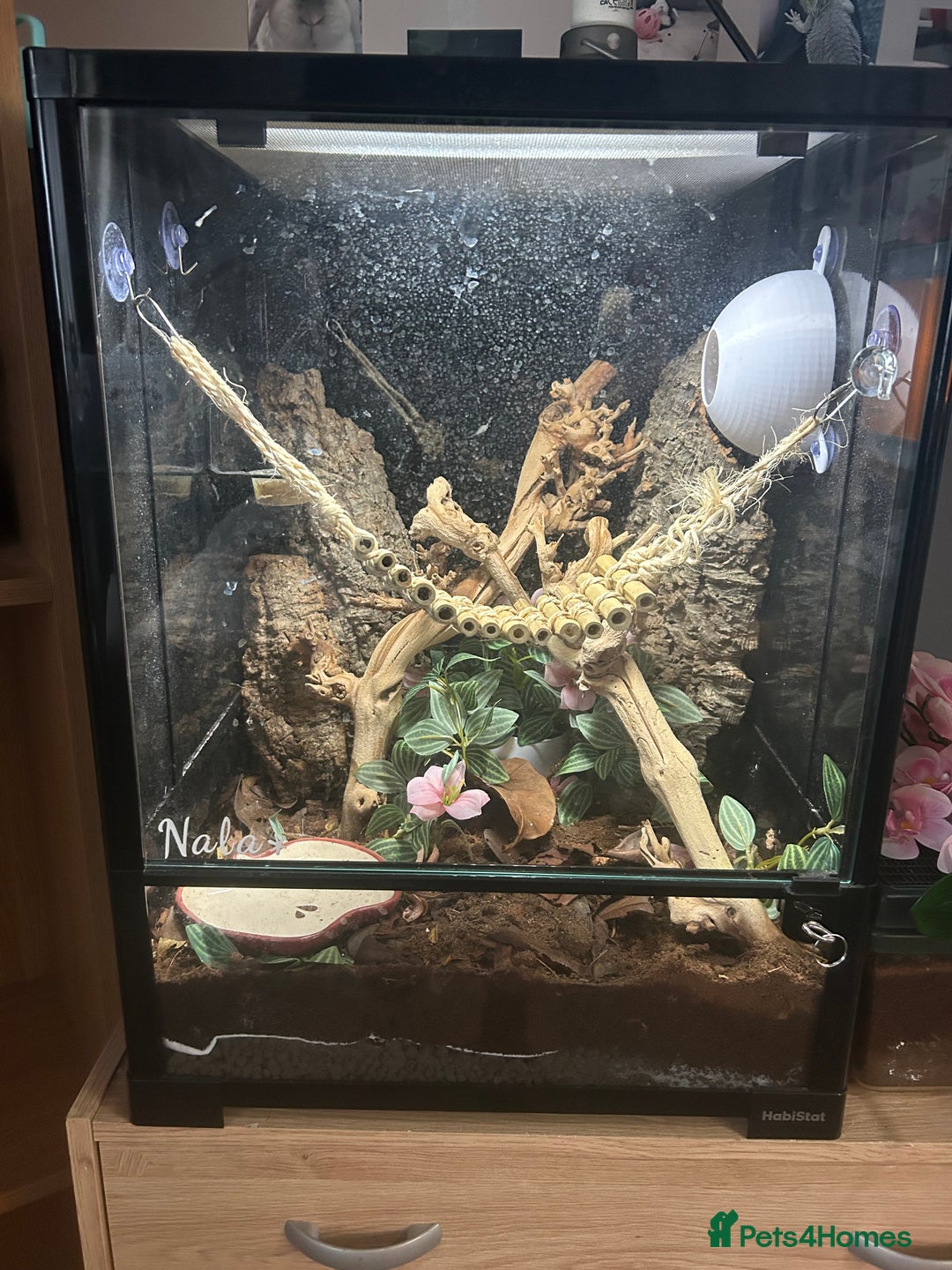 Gecko reptiles for sale: Young crested gecko + set up - Advert 2