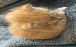 British Longhair cats for sale: Beautiful litter of kittens  - Image 12