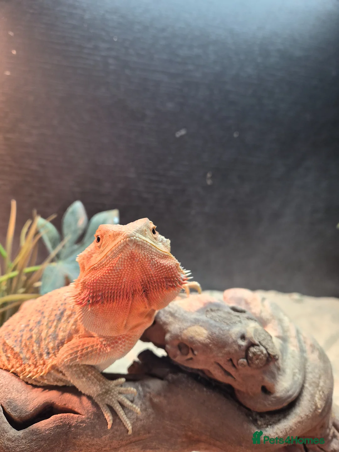 Bearded Dragon reptiles for sale: 2 year old Bearded Dragon in Stockport - Advert 5