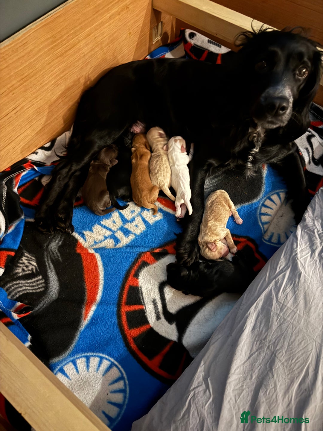 Mixed Breed dogs for sale: Sprockerpoo puppies for sale - Advert 7