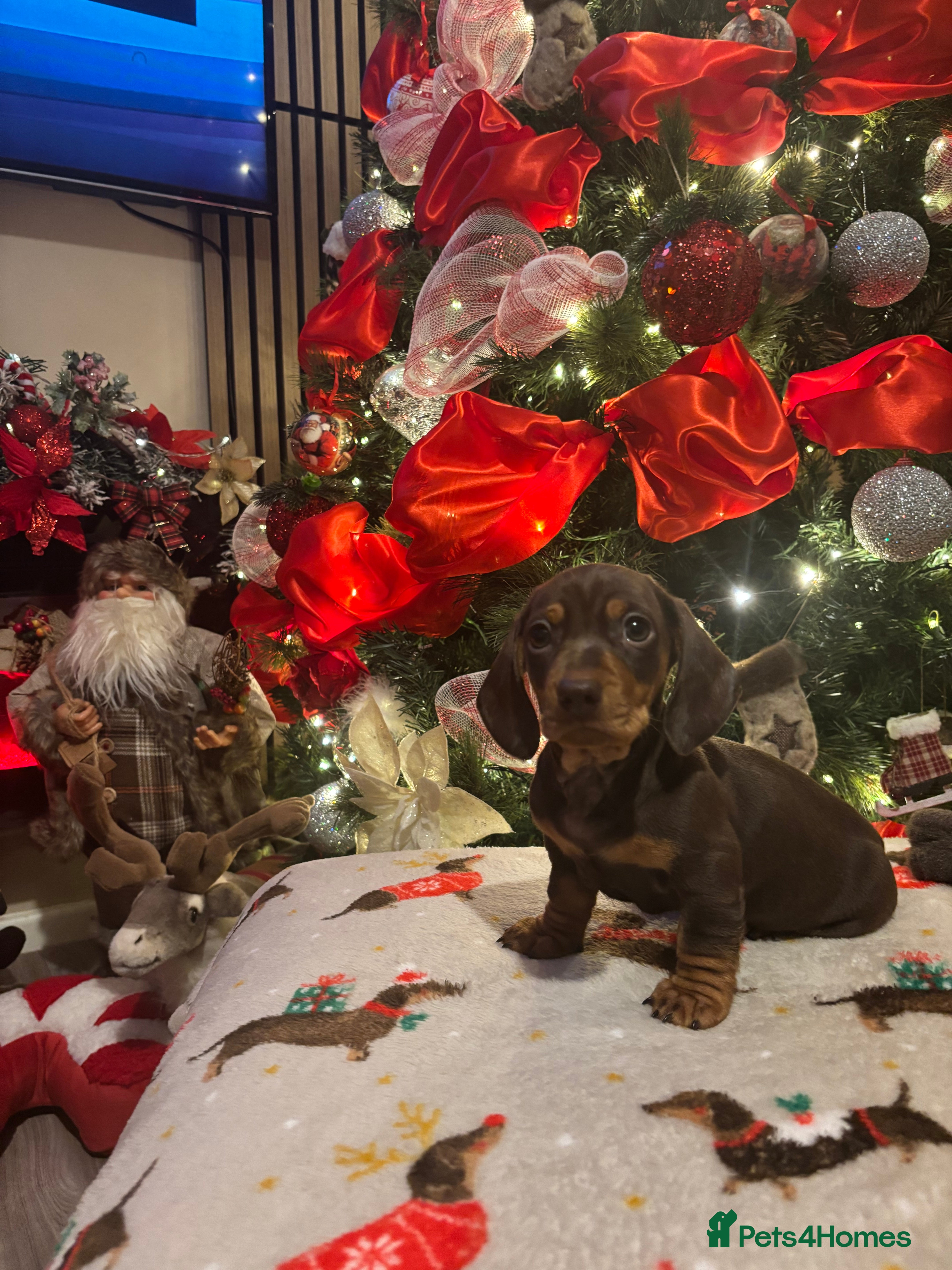 Miniature Dachshund dogs Miniature dachshund  - Advert 5