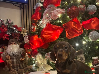 Miniature Dachshund dogs Miniature dachshund - Advert 17