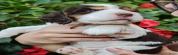 Cocker Spaniel dogs for sale: ❤️ Beautiful KC Registered Show Cocker Spaniels ❤️ - Advert 16