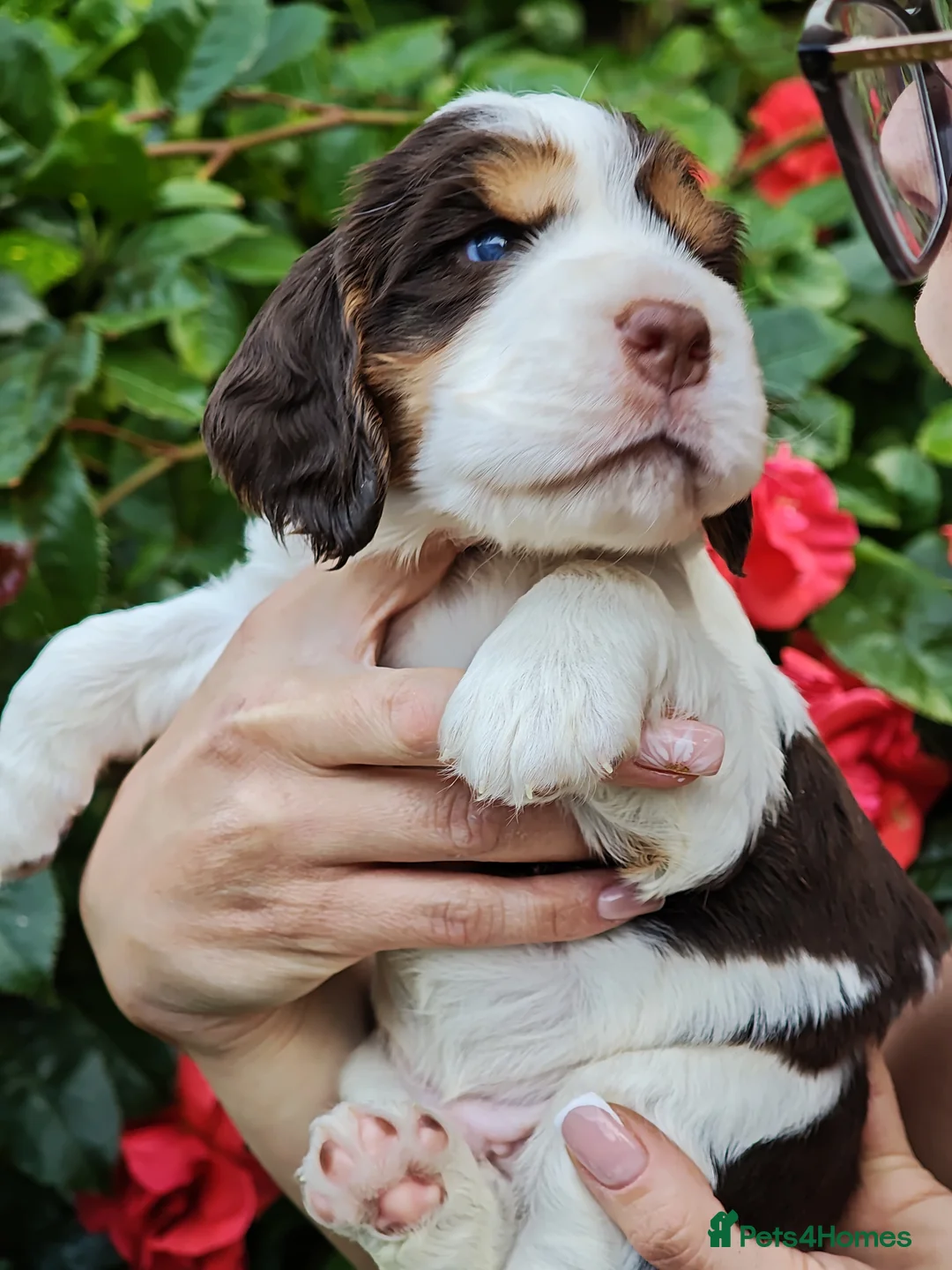Cocker Spaniel dogs for sale: ❤️ Beautiful KC Registered Show Cocker Spaniels ❤️ - Advert 16