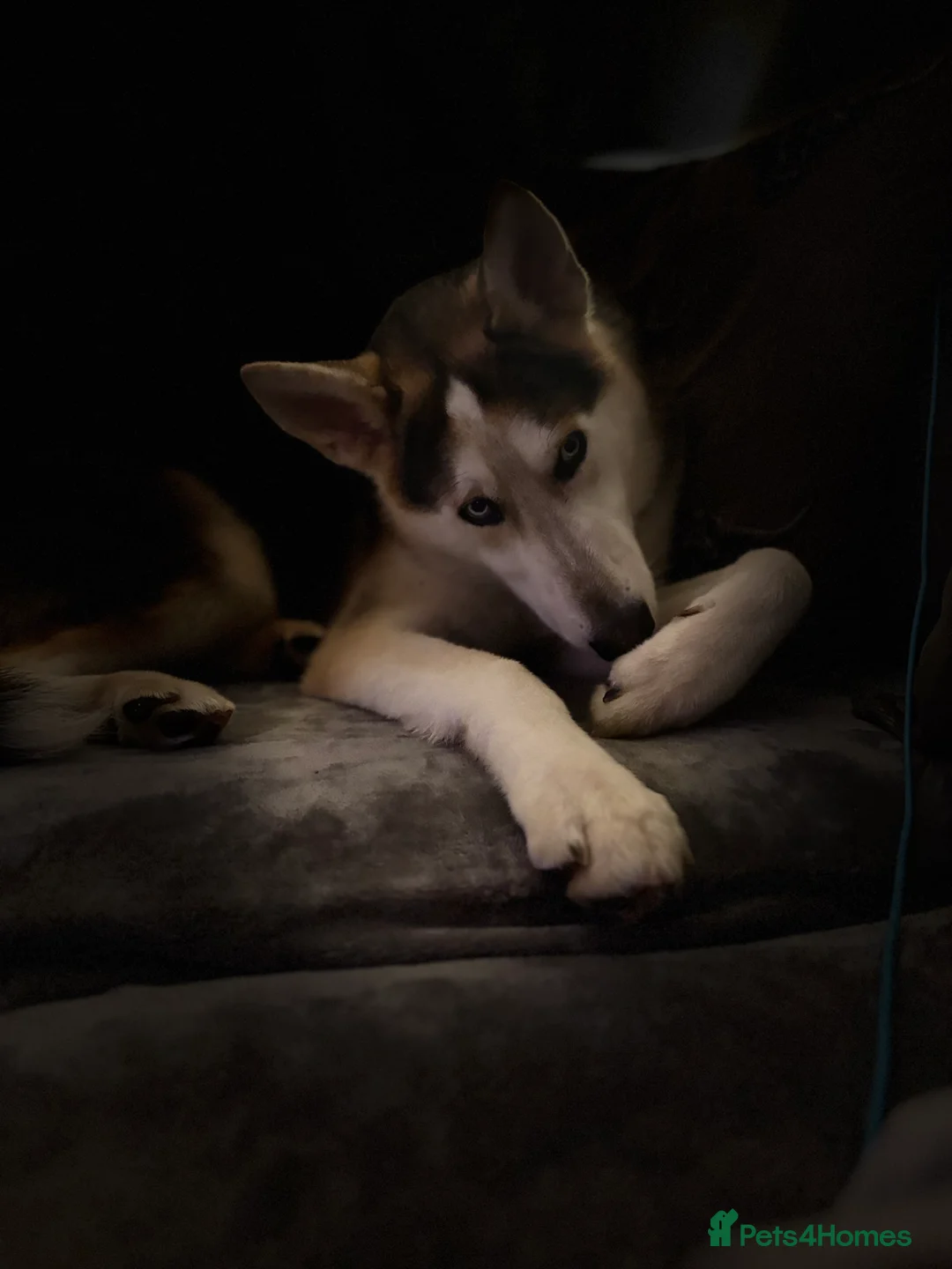 Shepsky dogs for sale: Looking to rehome our 8 month old Shepsky - Advert 4