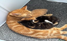 Mixed Breed cats for sale: Beautiful Kittens Looking for Their Forever Homes - Image 6
