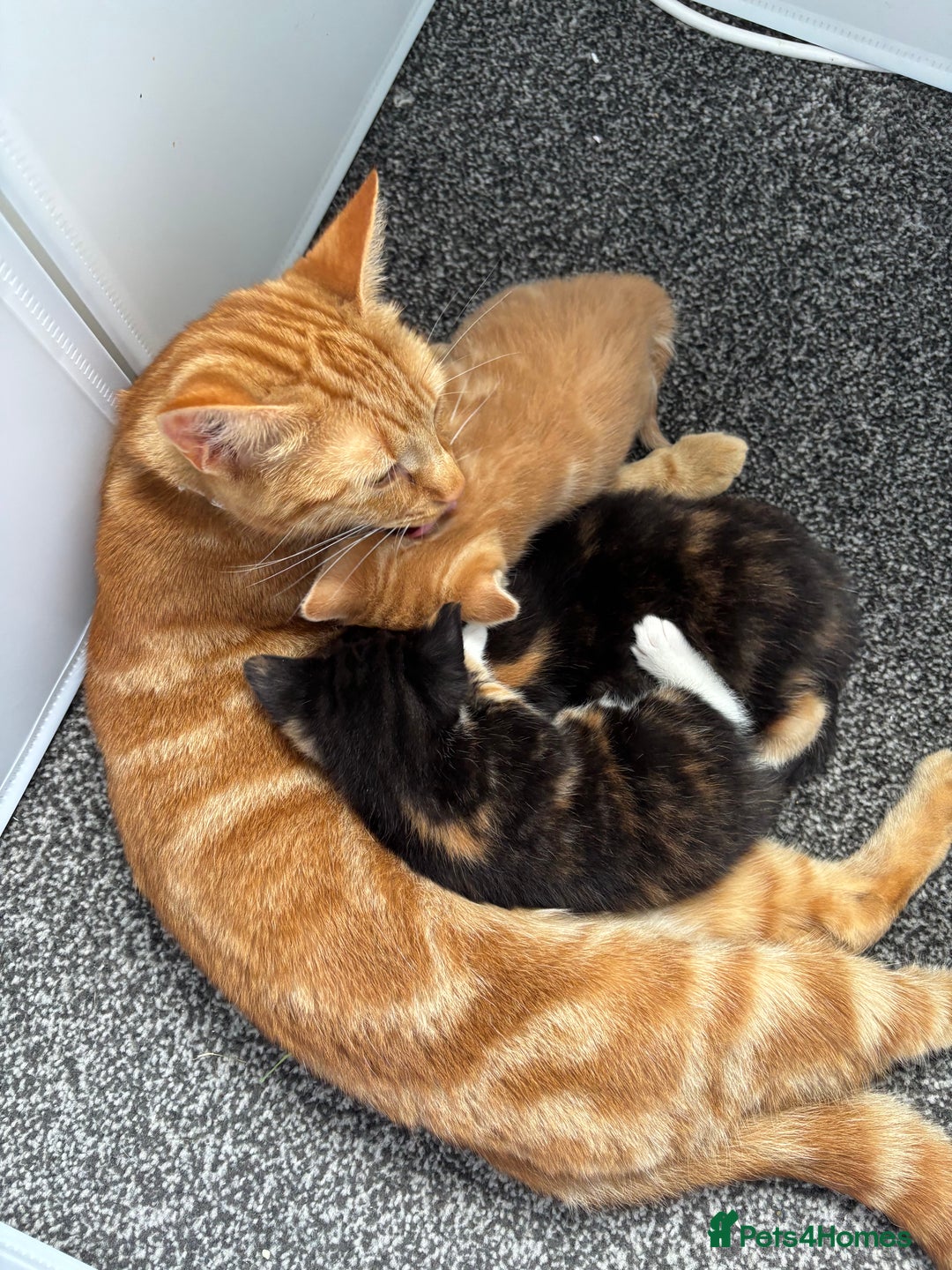 Mixed Breed cats for sale: Beautiful Kittens Looking for Their Forever Homes - Image 6