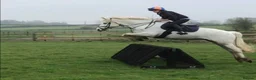 Connemara horses for sale: Dana, Connemara Mare in Crook - Advert 4