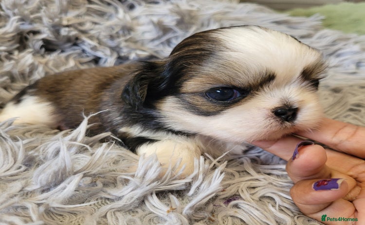 Shih Tzu dogs - Advert 16