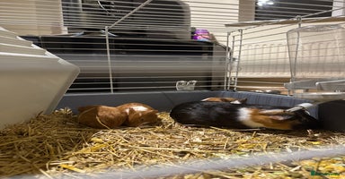 Guinea Pig rodents - Advert 11