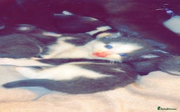 British Shorthair cats for sale: LAST BRITISH SHORT HAIR BOY LEFT💙 - Image 2